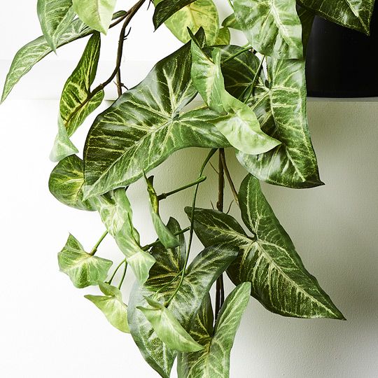 Floral Interiors - Syngonium Hanging Bush in Pot - Green